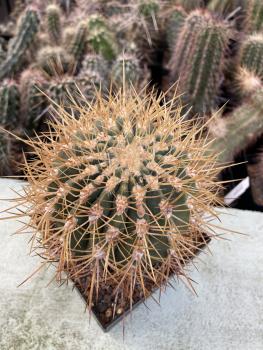 Denmoza rhodacantha